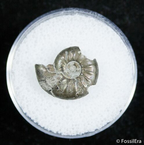 Small Pyritized Jurassic Ammonite Cheltonia - England #2404
